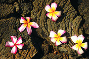 Die Schönheit ist die Blüte des Glücks. Japanisches Sprichwort