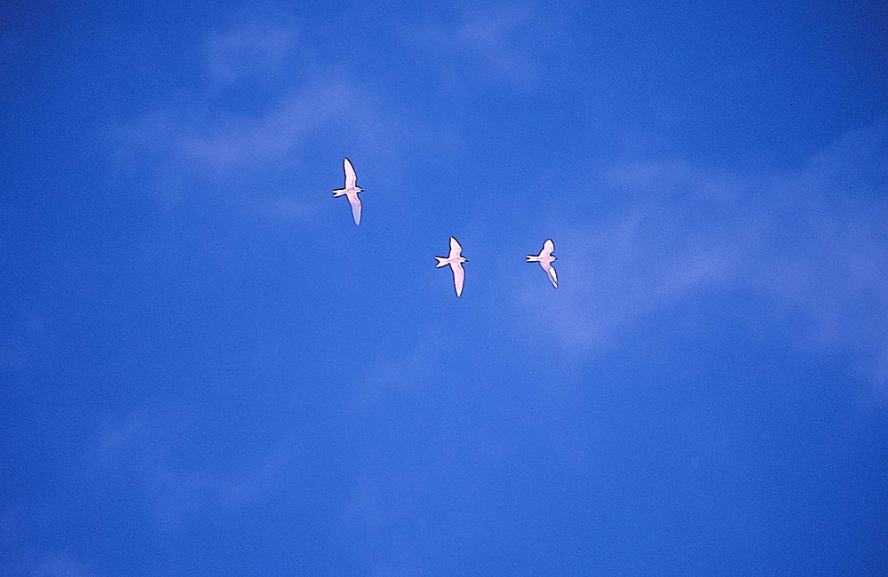 zur &Uuml;bersicht Seychellen 2