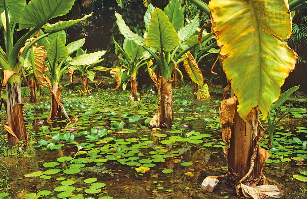 zur &Uuml;bersicht Seychellen 2