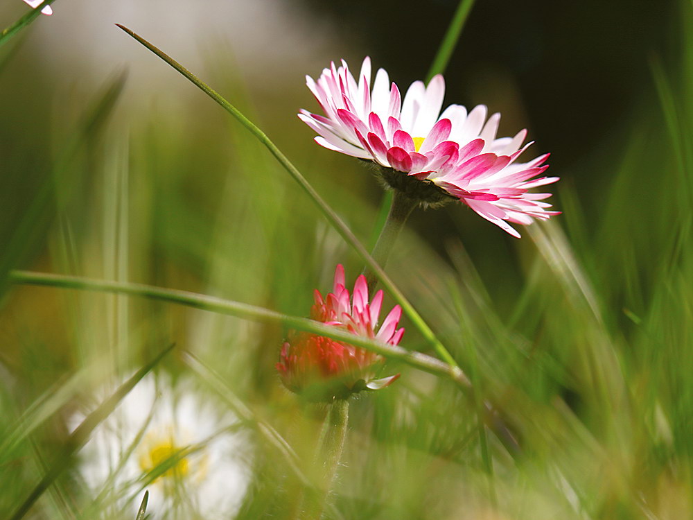 zur &Uuml;bersicht Wildblumen 12