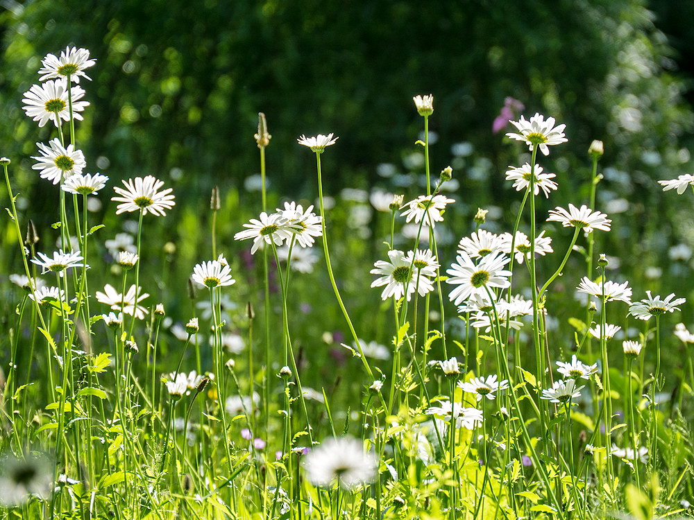 zur &Uuml;bersicht Wildblumen 12