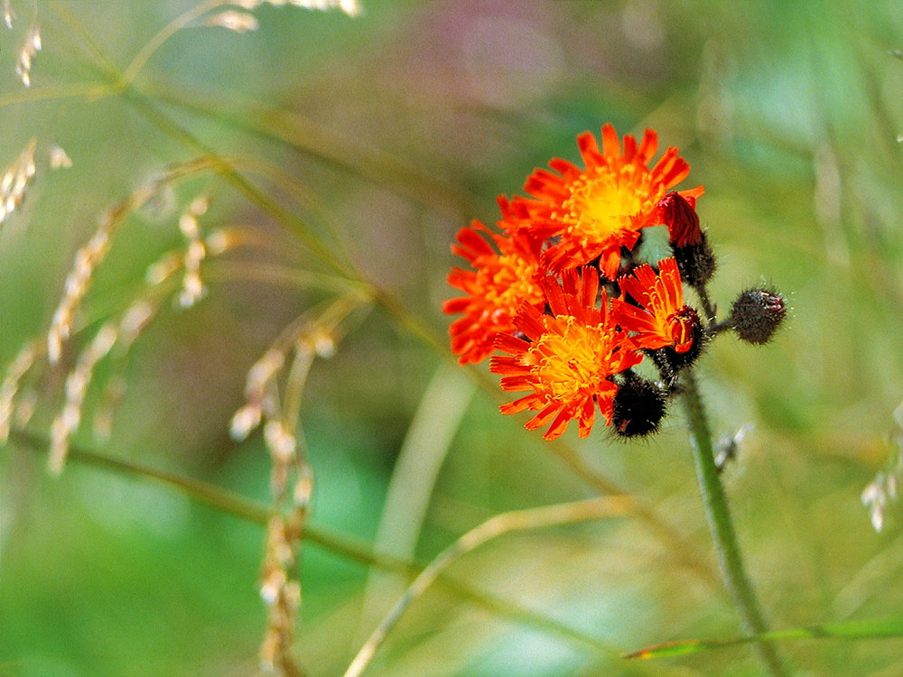 zur &Uuml;bersicht Wildblumen 12