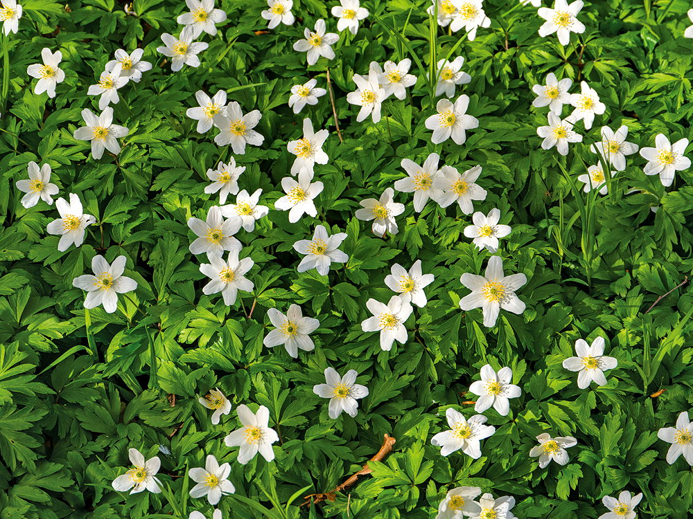 zur &Uuml;bersicht Wildblumen 12