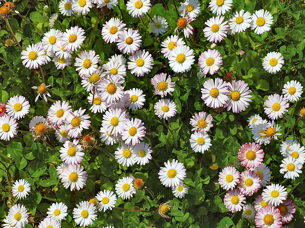 zur &Uuml;bersicht Wildblumen 12