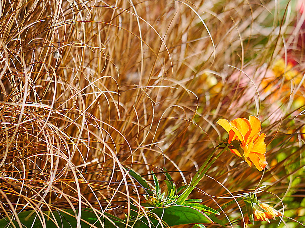 zur &Uuml;bersicht Wildblumen 12