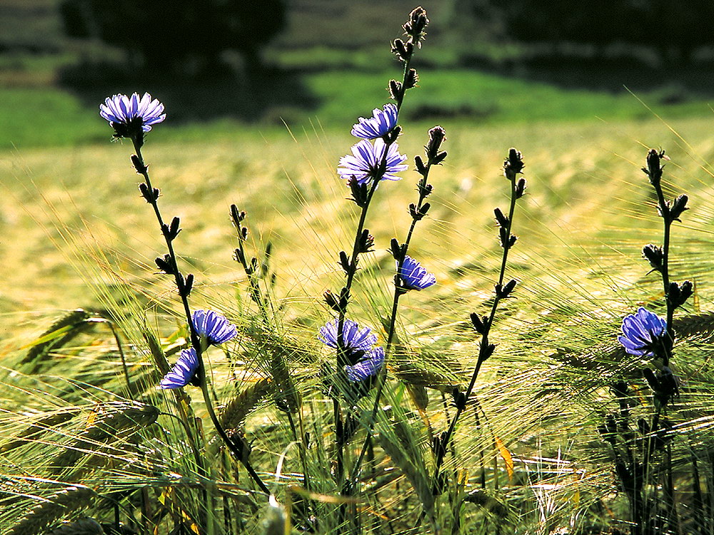 zur &Uuml;bersicht Wildblumen 12