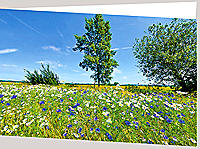 Sommerwiese